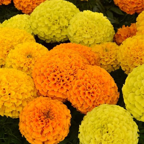 Perfect Plants - African Marigold Plants Mixed Colours - 6 Pack Bedding Plants - Garden Ready Plants