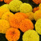 Perfect Plants - African Marigold Plants Mixed Colours - 6 Pack Bedding Plants - Garden Ready Plants