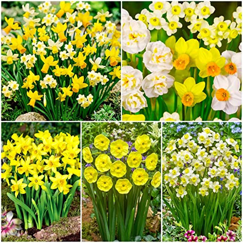 50 x Dwarf Rockery Mixed Daffodil Bulbs for Planting Now UK - Miniature Daffodils Narcissus/Narcissi - Includes Tete a Tete - Spring Flowering Bulbs - Ready to Plant - Bulbs Size 8/10 - (Free UK P&P)
