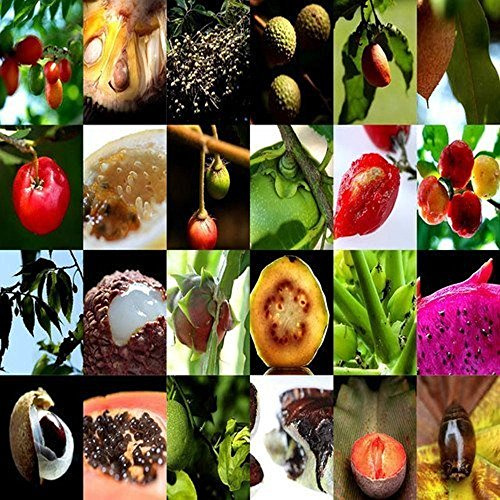Mélange de graines de fruits comestibles rares et exotiques tropicaux Paquet de 100 graines