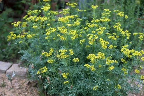 Semi di Ruta Montana, Pianta Aromatica, Erba Medicinale