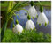10x Leucojum Aestivum Spring Flowering Bulbs Autumn Planting Perennial Summer Snowflake Flowers