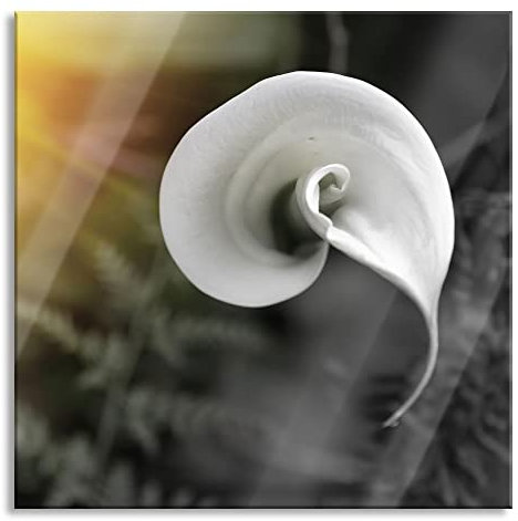 Pixxprint Glasbild, Wandbild auf Echtglas, Calla Lilie Blüte, 80x80 cm, inkl. Aufhängung und Abstandshalter