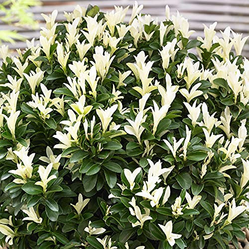 Euonymus Paloma Blanca - Fusain du Japon | Arbuste de jardin en pot à feuillage persistant