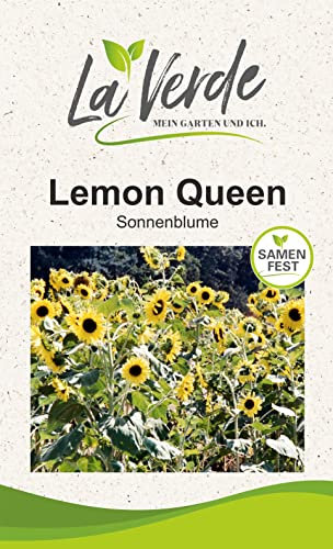 Sonnenblume Lemon Queen Blumensamen Gelb