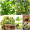 500 Pcs Hopfen Samen Bio - Humulus Lupulus - Kräuter Samen, Alte Gemüsesorten Samen Hopfen Pflanze Samen, Wintergemüse Samen, Kräuterpflanzen Bodendecker, Saatgut Wintergemüse Balkon