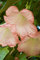 Pianta di Datura Arborea Pianta di Brugmansia Arborea pianta da esterno pianta da fiore vari colori pianta vera pianta ornamentale venduta da eGarden.store (Rosa)