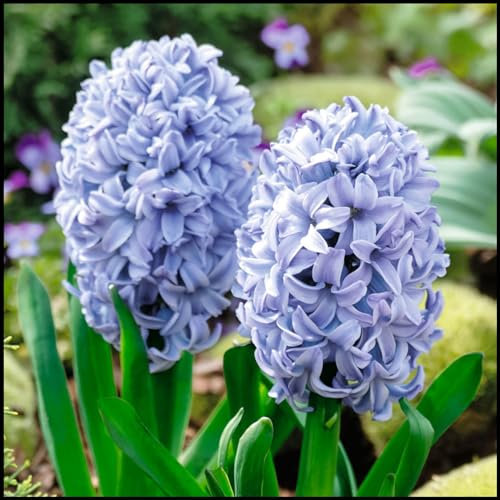 Giacinto bulbi,piante erbacee perenni,bulbi fiore resistenti al freddo e alla siccità,bulbi giacinto vaso,giacinto d acqua pianta(senza semi,non artificiale,resistente al freddo)