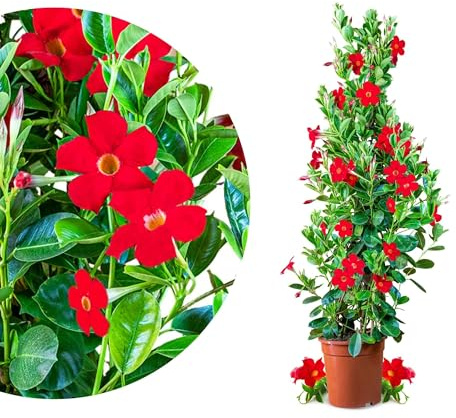 Meine Orangerie - Dipladenia Mezzo (Mandevilla sanderi) - Sundaville - Höhe inkl. Topf ca. 70-80 cm - blühende Kletterpflanzen-Pyramide im 5-Liter Topf