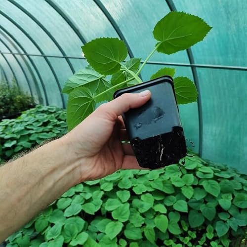 Paulownia Shan Tong Fortunei x Tomentosa Pflanzen Hybrid 9503 Pflanze Pro Kiribaum Winterhart Schnellst wachsender Baum der Welt 35-45cm
