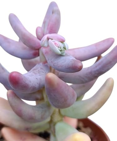 Pachyphytum Guangzhou echeveria pianta grassa carnosa viola arancio - vaso Ø6,5 cm