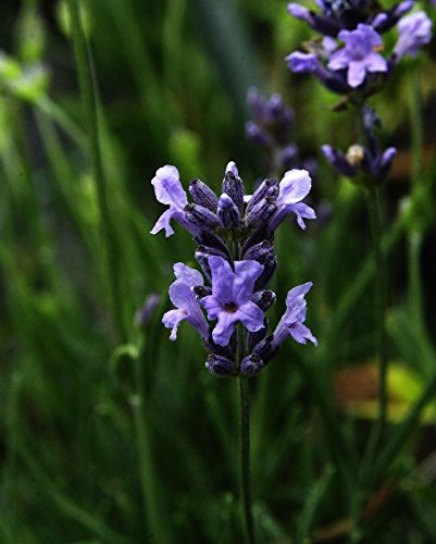 Lavendel Dwarf Blue Lavandula angustifolia Dwarf Blue Topfware 5 Stück