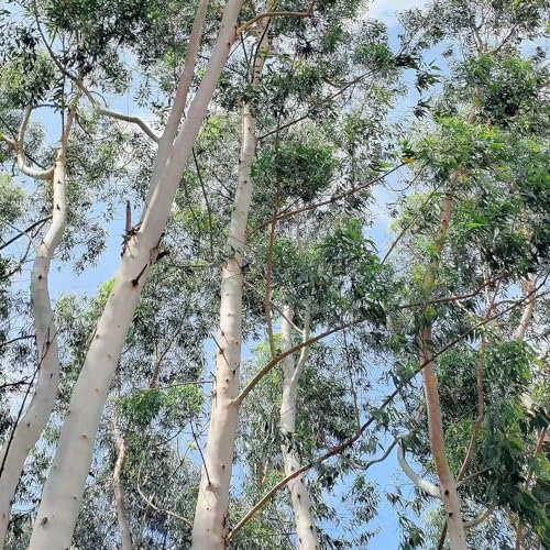 10 pcs zitroneneukalyptus pflanze samen, Zitronen - Eukalyptus, pflanzen balkon, kübelpflanzen winterhart (Eucalyptus citriodora) balkongewächshäuser, pflanzen samen indoor garten