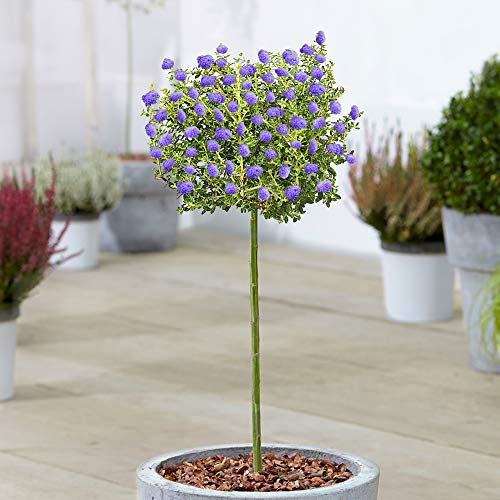 Ceanothus Puget Tree | Albero Ornamentale Sempreverde di Lillà Californiano in Vaso | Albero a Stelo Standard | Piante da Giardino Esterno (70-80cm (Incluso Vaso))