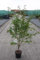 Prunus nipponica 'Ruby' - Japanische Zierkirsche 60-80 cm - Container