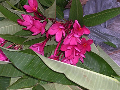 3 Piantine radicato Plumeria Frangipani