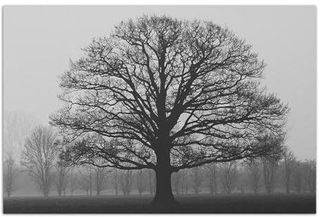 EKSED Leinwandbilder Wald Landschaft Bild auf Leinwand Vlies Wandbild Kunstdruck Toter Baum Wanddekoration Deko Baum Bäume Natur Landschaft 60X90cm(24x35in) Rahmenlos