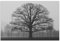 EKSED Leinwandbilder Wald Landschaft Bild auf Leinwand Vlies Wandbild Kunstdruck Toter Baum Wanddekoration Deko Baum Bäume Natur Landschaft 60X90cm(24x35in) Rahmenlos