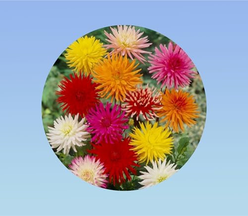 240 graines DAHLIA cactus double MIX - PLANTE VIGOUREUSE