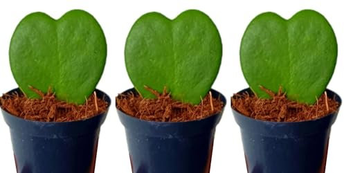 Pack de 3 Plantas bebé Hoya Kerrii, 7 cm. Planta pequeña. Hoya kerri, planta del corazón, crasas. Planta trepadora con hojas en forma de corazón. Segura Garden.