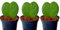 Pack de 3 Plantas bebé Hoya Kerrii, 7 cm. Planta pequeña. Hoya kerri, planta del corazón, crasas. Planta trepadora con hojas en forma de corazón. Segura Garden.