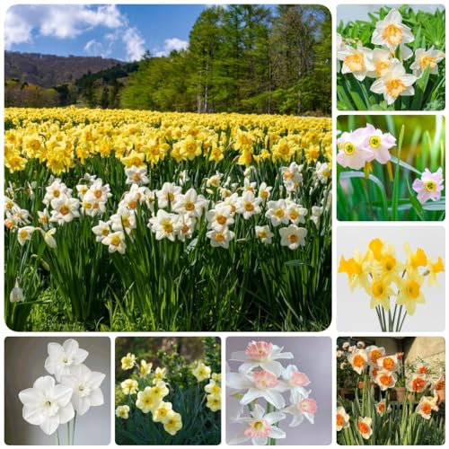 5 pcs narzissen zwiebeln winterhart mehrjährig - blumenzwiebeln mehrjährig winterhart zimmerbonsai bonsai osterglocken,narzissenzwiebeln,Narcissus extrem winterharte kübelpflanzen