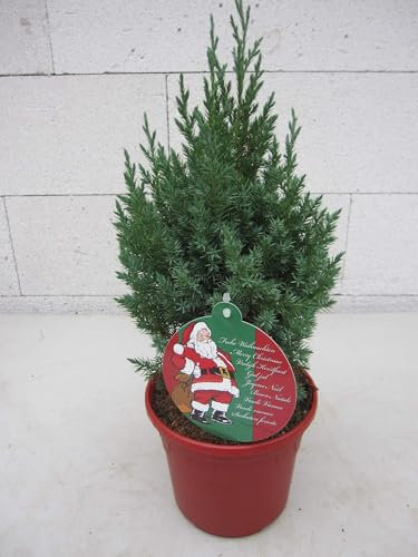Kleiner Weihnachtsbaum - Chinesischer Wacholder - Juniperus chinensis Stricta im Dekotopf - 20-30cm Stückzahl Rabatt Einzelpreis