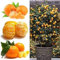 Förderung! 100pcs / Lot Balkon Terrasse Topfobstbäume gepflanzt Samen Kumquat Samen orange Samen Tangerine Citrus, # ZY4HSU
