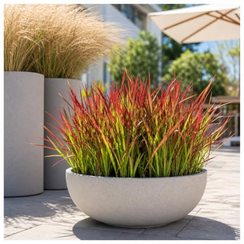 Stauden Gänge 5 x Imperata cylindrica 'Red Baron' Japanisches Blutgras | Japanisches Blutgras 'Red Baron' – rotes, winterhartes Ziergras für Sonne bis Halbschatten, mehrjährig, 1 L Topf (11x11 cm)