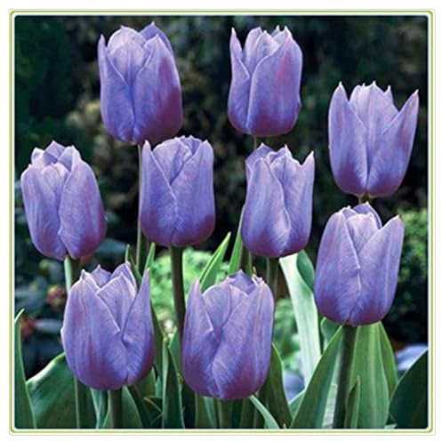 Seltene, Exotisch, Mysteriöse magische Glühbirne, Mehrjährige Blumenzwiebel ist winterhart, Winterhart pflanzen, Lebende Pflanzen, Blumenzwiebel Mix-3 Seltene tulpen zwiebeln