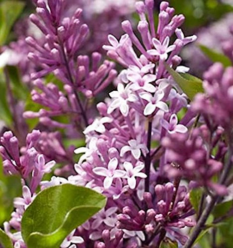 Hochstamm Zwergflieder Meyers Palibin 60-80cm - Syringa meyeri