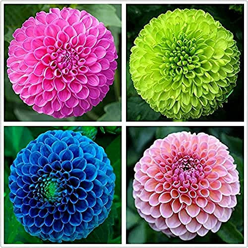 4 Piezas Mezcla Bulbos De Dalia Adecuado Para Jardines Domésticos Para Plantar Increíbles Flores De Tubérculos Perennes Hermosa Decoración De Paisajes