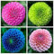 4 Piezas Mezcla Bulbos De Dalia Adecuado Para Jardines Domésticos Para Plantar Increíbles Flores De Tubérculos Perennes Hermosa Decoración De Paisajes