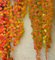 Aachondra 500 pz/lotto 100% veri semi di edera piante rampicanti all'aperto Verde Multicolor semi di edera di Boston parthenocissus tricuspidata Giardinaggio Decor giallo rosso
