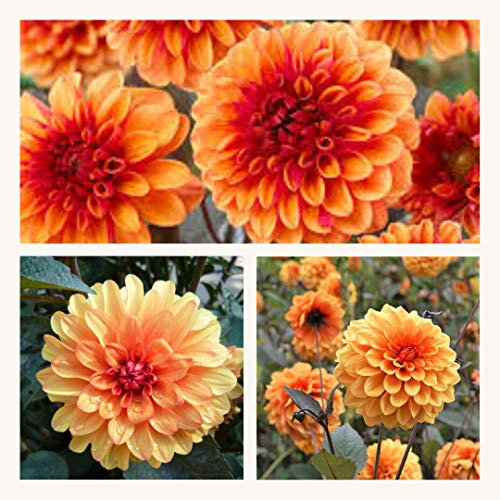 Decorative Dahlia 'David Howard' x 3 Tubers. Dark Foliage Orange Summer Flowers. Easy to Grow
