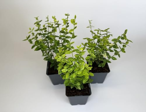 75 Stück,Topf 9cm, Bodendecker Euonymus fortunei Emerald Gold