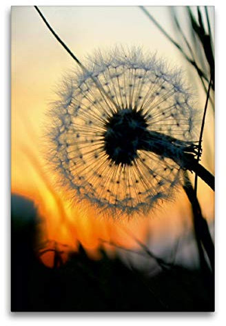 Premium Textil-Leinwand 60 x 90 cm Hoch-Format Pusteblume im Abendlicht, Leinwanddruck von Fotokunst Ulrike Adam