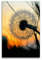 Premium Textil-Leinwand 60 x 90 cm Hoch-Format Pusteblume im Abendlicht, Leinwanddruck von Fotokunst Ulrike Adam