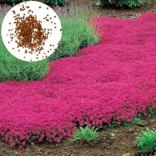 Roadoor Semillas de tomillo rastrero, 200 Piezas/Bolsa Semillas de Flores Fácil de Plantar Semillas de tomillo rastrero Multicolor Herramienta de jardinería para jardín Semillas