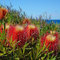 Banksia occidentalis semi di piante:Seeds only