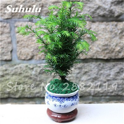 Redwood Tree Seeds Sequoia Sempervirens Bonsai Potted Plants for Home and Garden Fresh The Air DIY Home Garden 11 Pack of 30 : Seeds Only