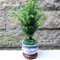 Redwood Tree Seeds Sequoia Sempervirens Bonsai Potted Plants for Home and Garden Fresh The Air DIY Home Garden 11 Pack of 30 : Seeds Only