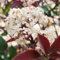 800 pcs Glanzmispel Red Robin Samen - garten geschenk alte sorten saatgut Photinia Fraseri - Heckenpflanzen pflanzen topf balkongarten geschenke für gartenliebhaber pflanzen balkon,