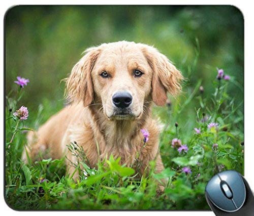 Mausunterlage, niedlicher Labrador-Welpen-Mausunterlage-Auflage - Hund verfolgt Goldener Retriever-PC Computer