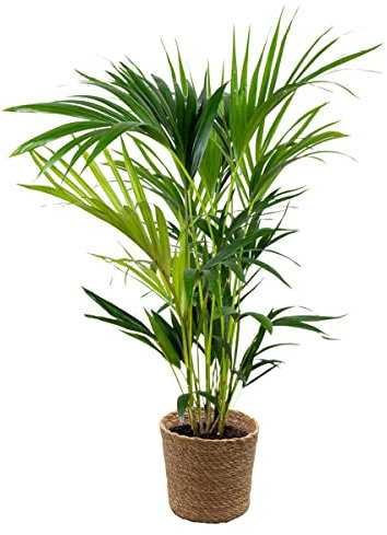 Bloomique - Howea Forsteriana - Kentia Palme - Zimmerpflanzen - Pflegeleicht - Haustierfreundlich - Höhe 90-100 cm - Mit Seegras Korb 19 cm