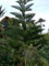 Portal Cool Norfolk-Insel Pine - Araucaria. 5 Samen