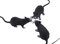 3 Pack Fake Rat, realistische Maus Modell, Halloween Tricks Streiche Requisiten Spielzeug PVC