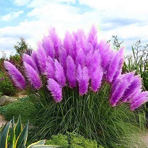 PERZOE 200pcs graines de cortaderia selloana, herbe de pampa jardin plante ornementale décor à la maison Pourpre Graines de Cortaderia Selloana