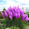 PERZOE 200pcs graines de cortaderia selloana, herbe de pampa jardin plante ornementale décor à la maison Pourpre Graines de Cortaderia Selloana