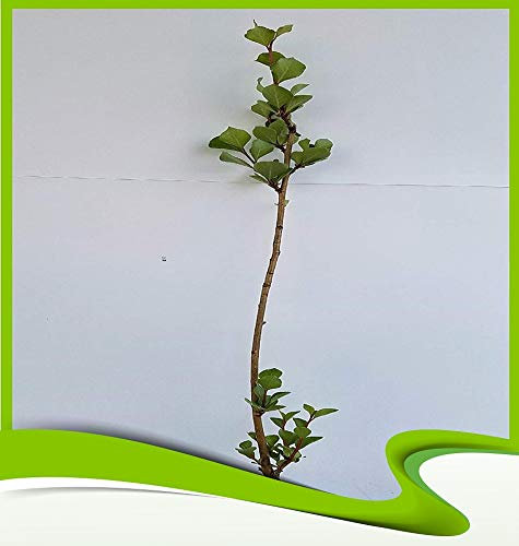 Populus nigra (schwarze Pappel), Pflanze